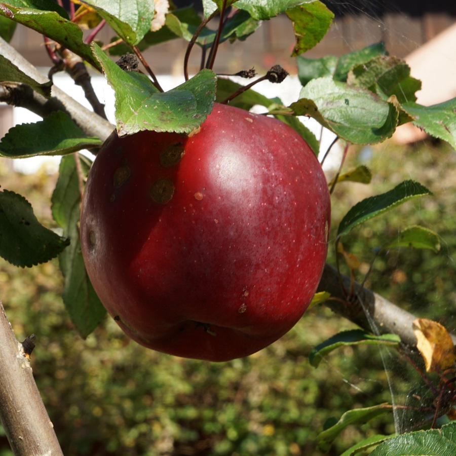 Berner Rosenapfel
