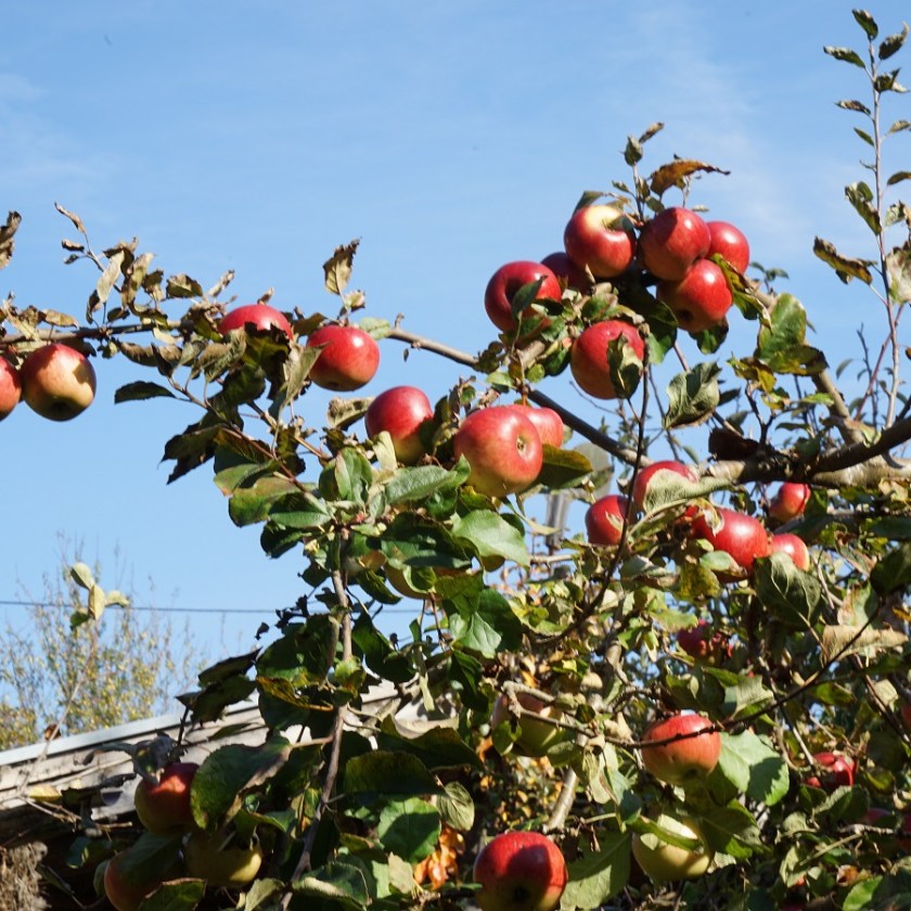 Prinz Albrecht von Preußen