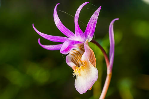 Foto Hermann Hoelle: Calypso bulbosa
