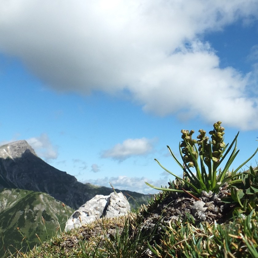 Exk. Sailer Manne Zwerg-Knabenkraut und Namloser Wetterspitze
