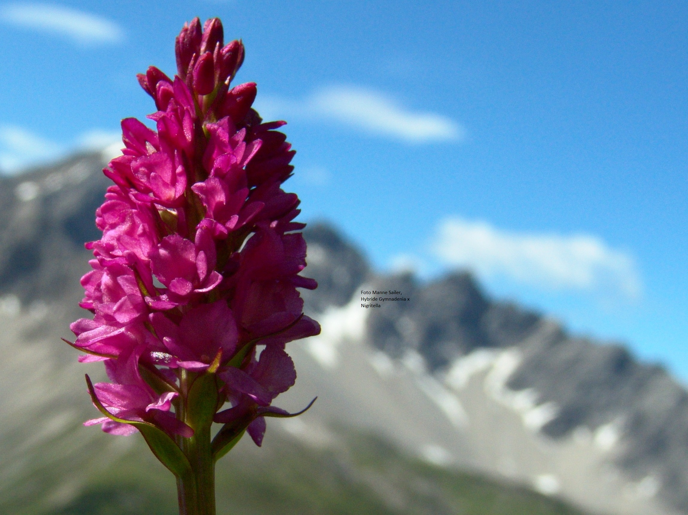 Foto Exk. Sailer Manne Hybride Gymnadenie und Nigritella