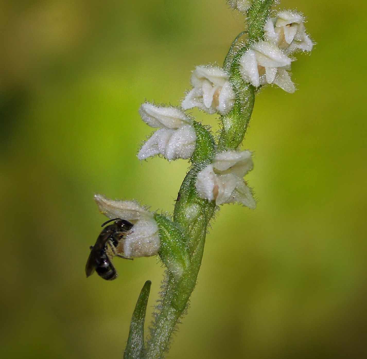 Netzblatt mit Wildbiene Ausschnitt[8208] Walter Hufnagel