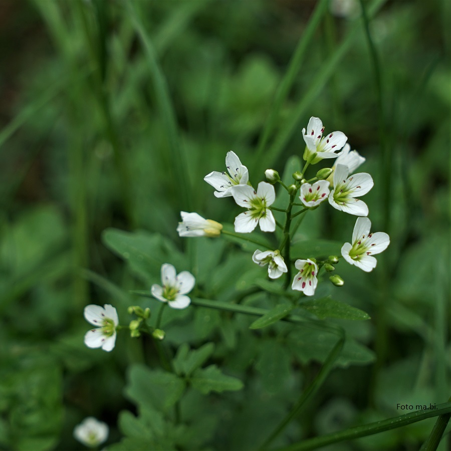 DSC05989 Cardamine amara Bittere Schaumkraut