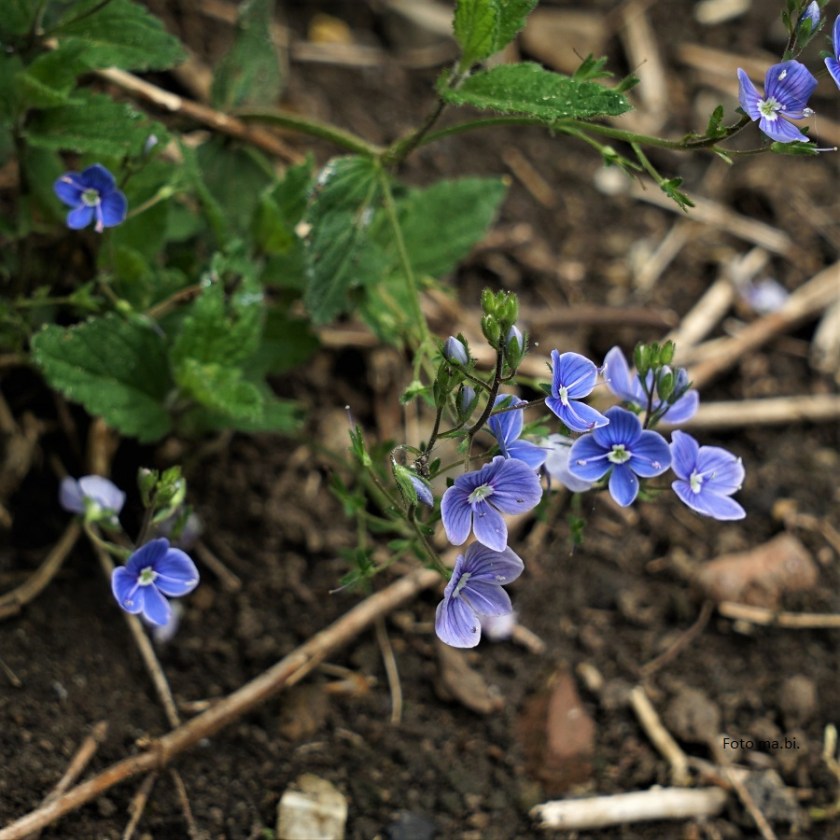 DSC06015 Veronica chamaedrys Gamanderblättriger Ehrenpreis