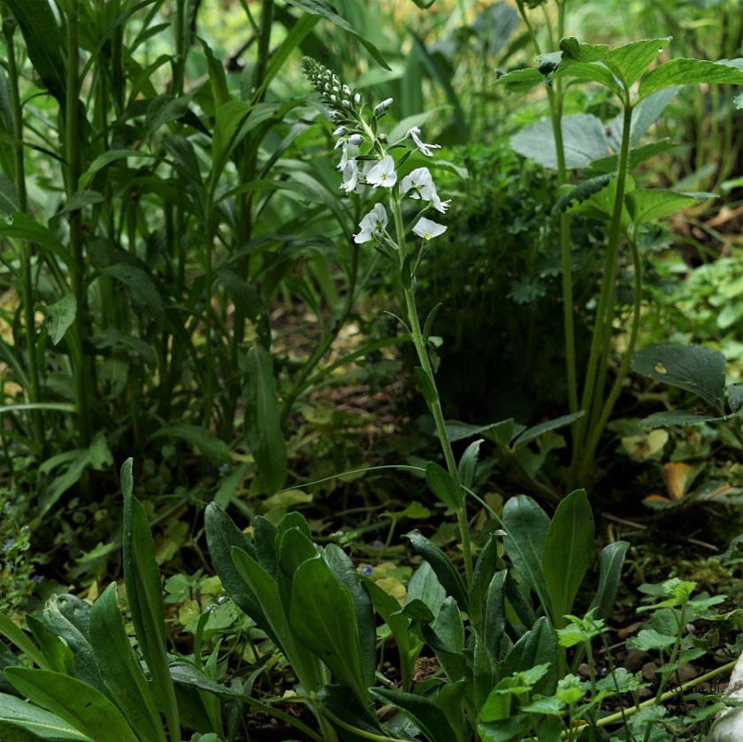 DSC06016 Veronica gentianoides Enzianblättriger Ehrenpreis (Zuchtform)