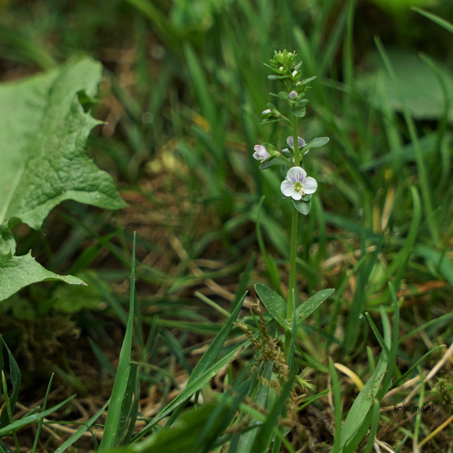 DSC06025 Veronica serpyllifolia Quendelblättriger Ehrenpreis Garten