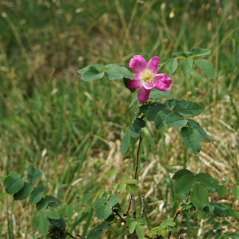 DSC06296 Rosa pendulina
