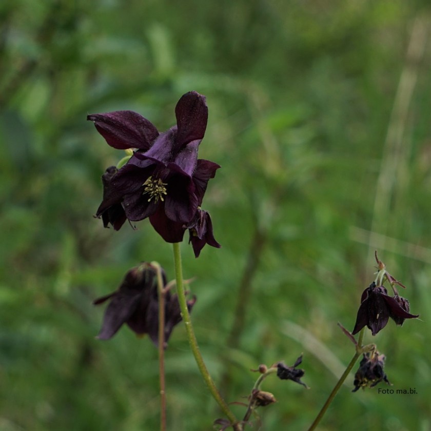 DSC06330 Aquilegia atrata Schwarze Akelei