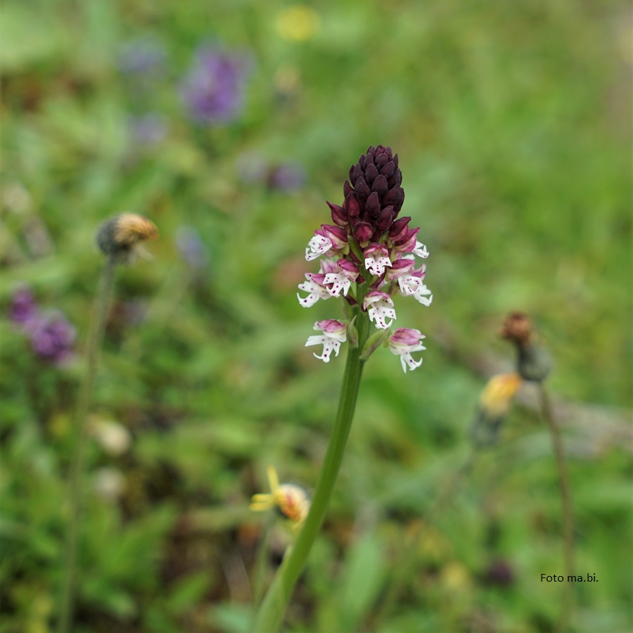 DSC06637 Neotinea ustulata, Brand-Knabenkraut
