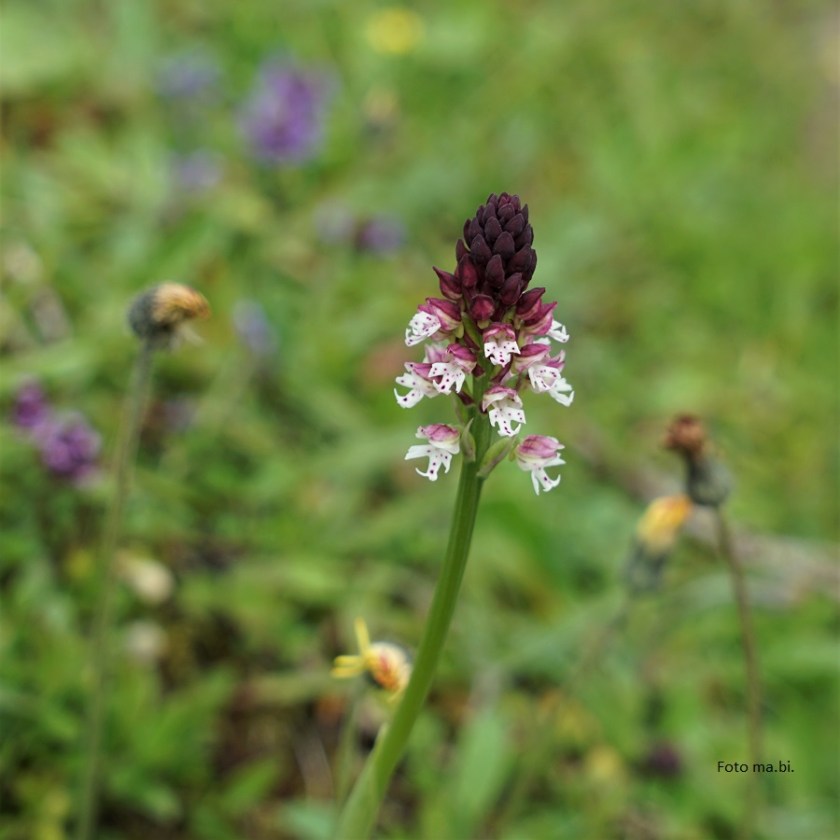 DSC06637 Neotinea ustulata, Brand-Knabenkraut
