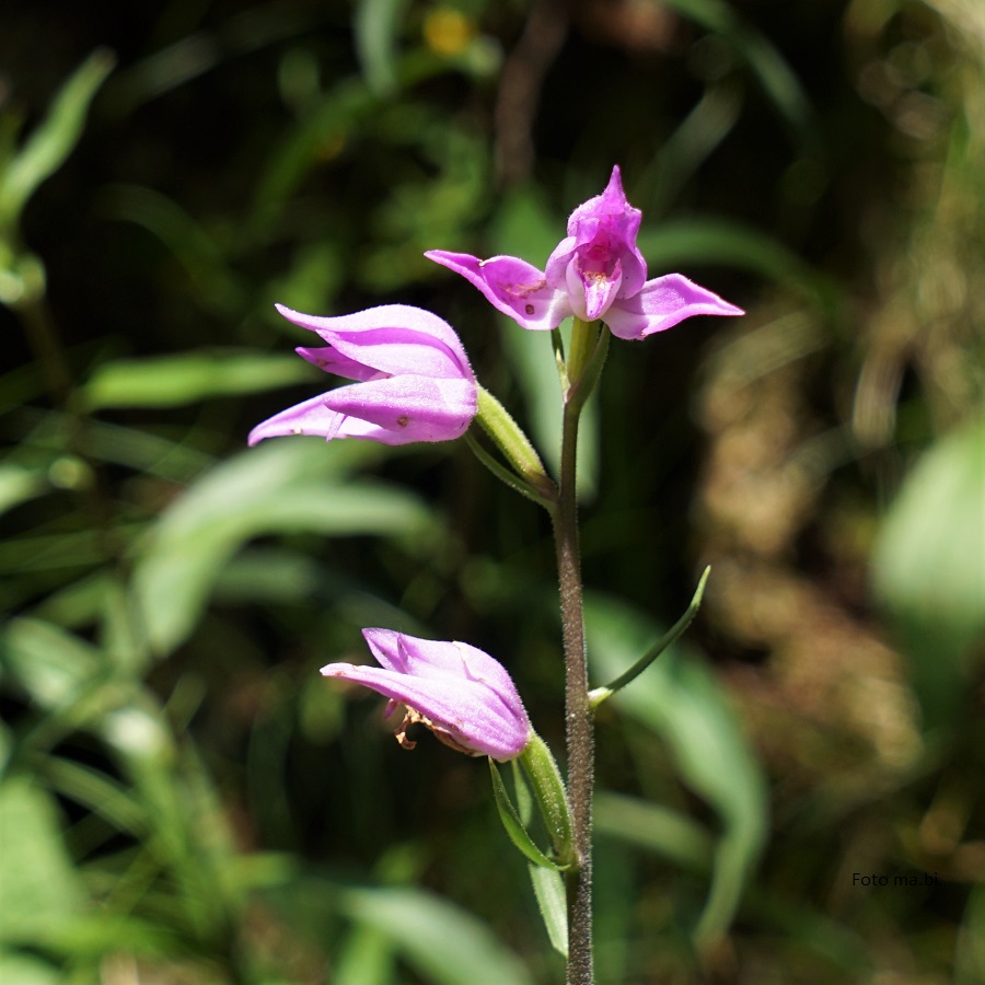 DSC06965 Cephalanthera rubra