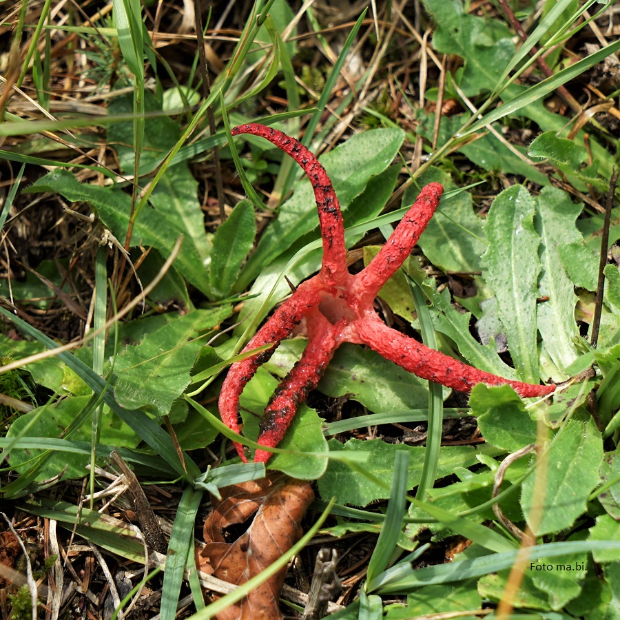 DSC07175 Clathrus archeri Tintenfisch-Pilz