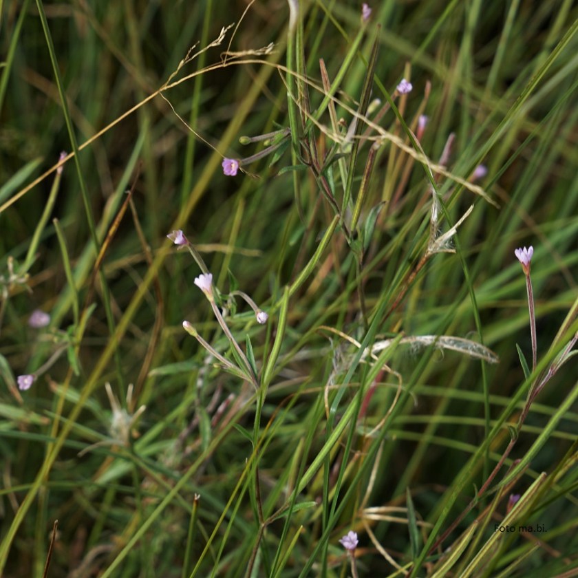 DSC07291 Epilobium palustre Sumpf-Weidenröschen