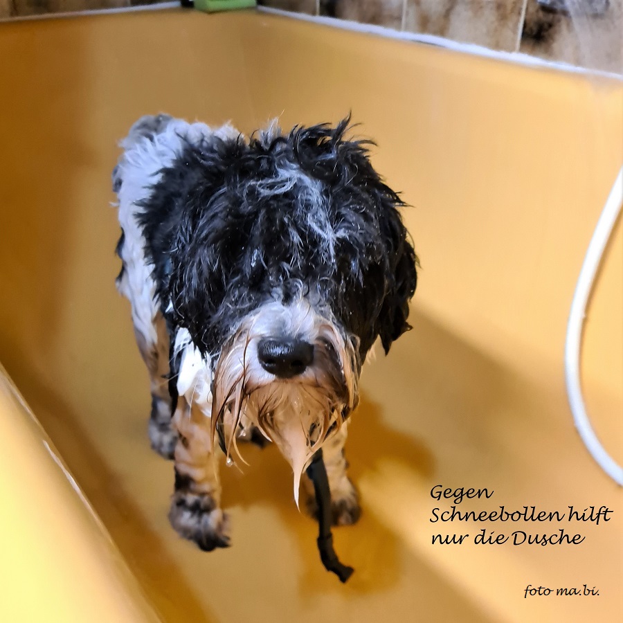 Welpe - Süßer schwarz-weißer Welpe - CleanPNG / KissPNG, image size:900x900