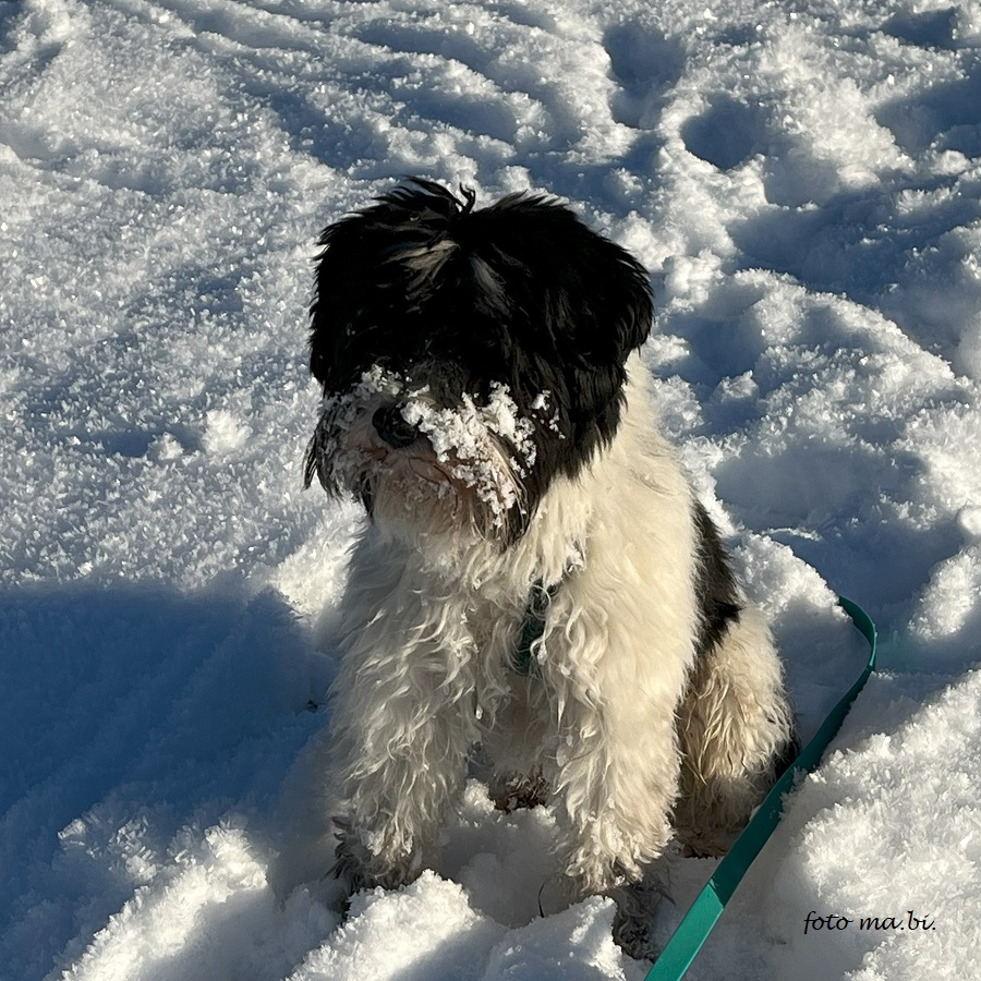 UPDATE: FOUND!! He was found late last night and is at the vet recovering.  Thank you to everyone who helped locate him!  ----------------------------------------------- 10115 or 13355 Berlin Near  Bernauer Str. / Gartenstr., image size:900x900